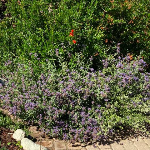 Desert Purple Sage | Hi Desert Garden